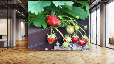 Bright red strawberry berries growing in the garden.Сoncept of useful vitimin diet food, allergies, gardening of plants. Wall mural