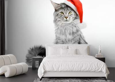 gray cat in santa suit Wall mural