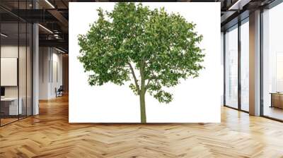 tree isolated Wall mural