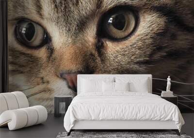 close up of a cat Wall mural