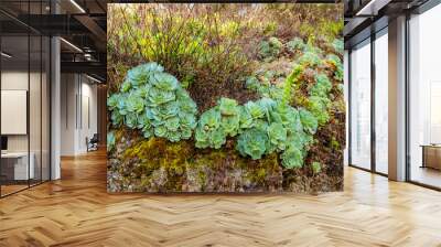 Close-up of Aeonium Succulent plant. Wall mural