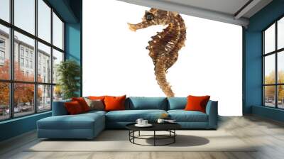 Closeup of a sea horse swimming on a white background Wall mural