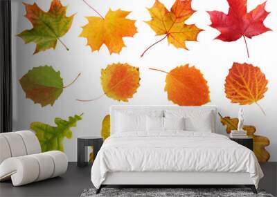 collection of autumn leaves of oak, maple and aspen isolated on white background. Wall mural