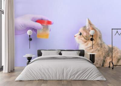 cute cat on a purple background gives a urine test, a hand in a rubber disposable glove holds a jar of urine, Wall mural