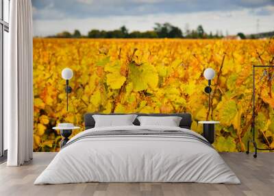 Vineyard and trees at sunset. Autumn in Loire Valley (Val de Loire, France) Wall mural