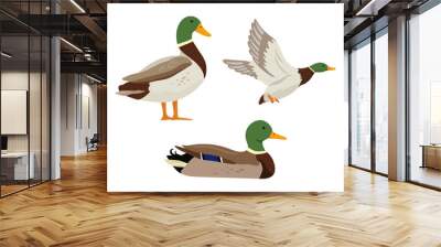 ducks are flying on hunting. set of flat cartoon colorful ducks with green heads. vector illustratio Wall mural