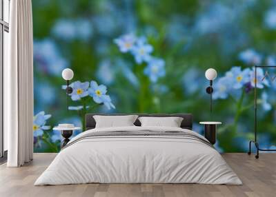 Field of delicate forget-me-nots. Floral blue background Wall mural