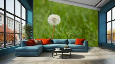 one white ripe field dandelion in a green clearing Wall mural