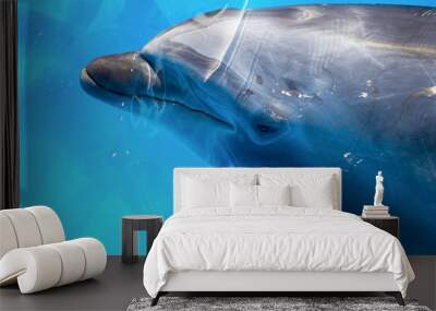 Glad beautiful dolphin smiling in a blue swimming pool water on a clear sunny day Wall mural