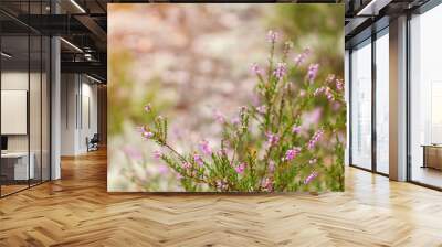 heather flowers with spider web, blurred background, place for text, sunny summer day Wall mural