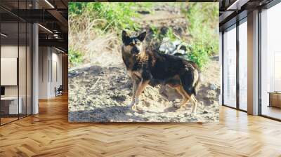 Homeless mongrel, stray dog in the street Wall mural