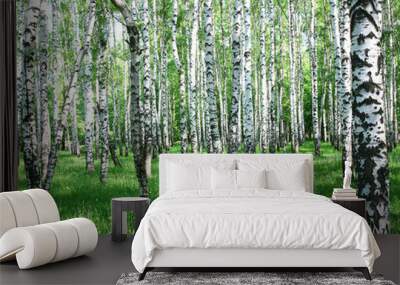 Pathway in spring birch grove with sun beams Wall mural