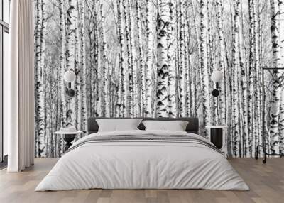 spring trunks of birch trees black and white Wall mural