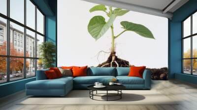 A young plant with a complex root system growing out of fertile soil, showcased against a white backdrop, embodying vitality and sustainability. Wall mural