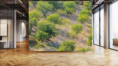 Lush fruit garden in Turkey, with trees organized in rows, bathed in golden sunlight, highlighting green leaves Wall mural