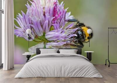 Bumblebee on a flower in the summer close-up. Wall mural