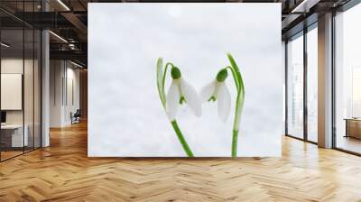 two lovely snowdrop flowers soft focus Wall mural