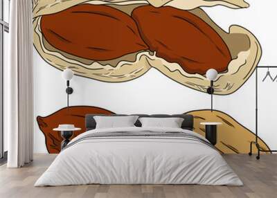 Peanut. Vector hand drawn nuts. Colored illustration with different sort of nuns. Wall mural