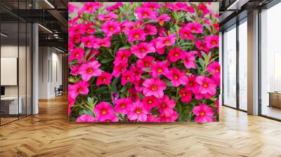 Calibrachoa or bell flower, Flower of a cultivated Million bell, Calibrachoa x hybrid Wall mural