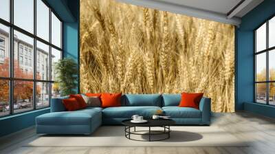 Field of wheat Wall mural