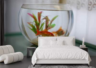 Orange goldfish in  the fishbowl with green weeds Wall mural