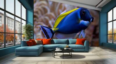 Powder blue tang (Acanthurus leucosternon). Wall mural