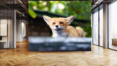 red fox portrait Wall mural