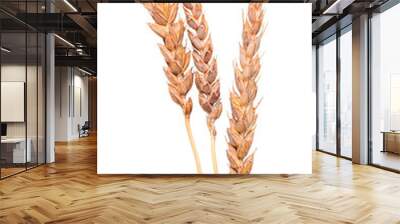 Ripe dry wheat crop cultivated for its seed, a cereal grain used as ingredient in foods as bread, porridge and pasta as source of vegetable protein and dietary fiber isolated on white background Wall mural