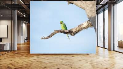 Rose-Ringed Parakeet in tree. (Psittacula Krameri) Wall mural