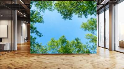 looking up through the treetops. beautiful natural frame of foliage against the sky. copy space.gree Wall mural