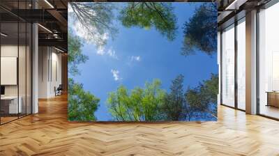 Looking up through the treetops. Beautiful natural frame of foliage against the sky. Copy space.Green leaves of a tree against the blue sky. Sun soft light through the green foliage of the tree. Wall mural