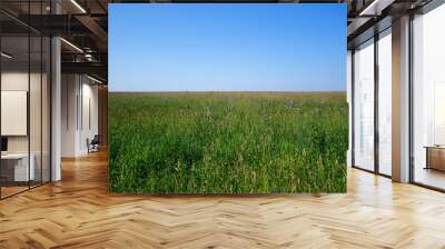 Summer field, blue sky, sunny day Wall mural