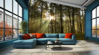 Sun rays breaking through trees in a pine forest. Autumn. Dawn. Wall mural