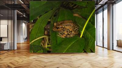 The Andean marsupial tree frog, Riobamba marsupial frog, Riobamba pouched frog (Gastrotheca riobambae). Wall mural