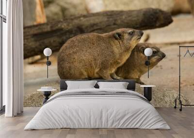 The Rock hyrax (Procavia capensis). Wall mural