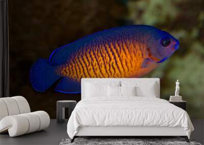 The twospined angelfish, dusky angelfish, or coral beauty (Centropyge bispinosa). Wall mural