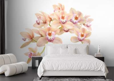 branch of pink orchid isolated on white background Wall mural