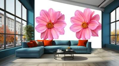 Couple of pink dahlia flowers isolated in white background Wall mural