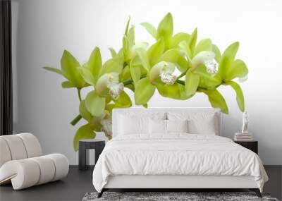 green orchid flower branch isolated on white Wall mural