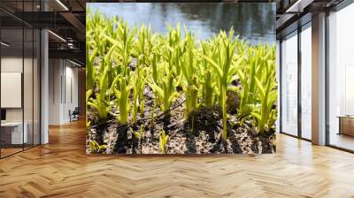 growing plants near water in spring Wall mural