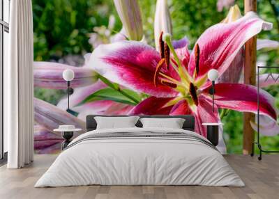 pink lily flower in garden Wall mural