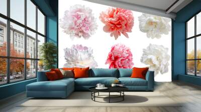 set of pink and white peony flowers isolated on white Wall mural