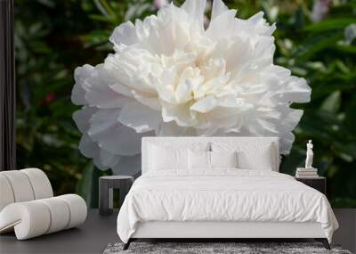 single white peony flower in garden Wall mural