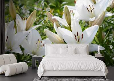 white lily flowers in the garden Wall mural