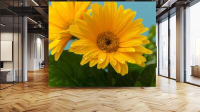 Beautiful blooming gerbera is blooming. Yellow Gerbera daisy macro with water droplets on the petals. Flower background. Wall mural