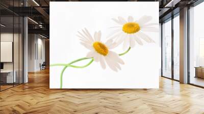 two white camomiles. Wall mural