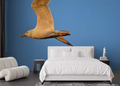 White seagull flying wingspan in blue sky, close-up Wall mural