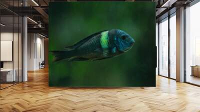 White spotted cichlid (Tropheus duboisi). Wall mural