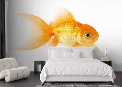 goldfish isolated on white Wall mural