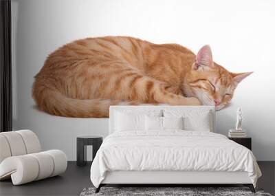 Sleeping red cat on white background Wall mural